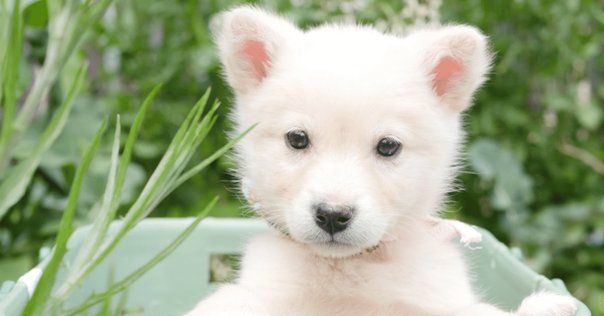 【帯付き・初版】子犬のピピン ローズマリ・サトクリフ 猪熊葉子 1995年 レア 小犬のピピン (せかいのどうわシリーズ) | ローズマリ