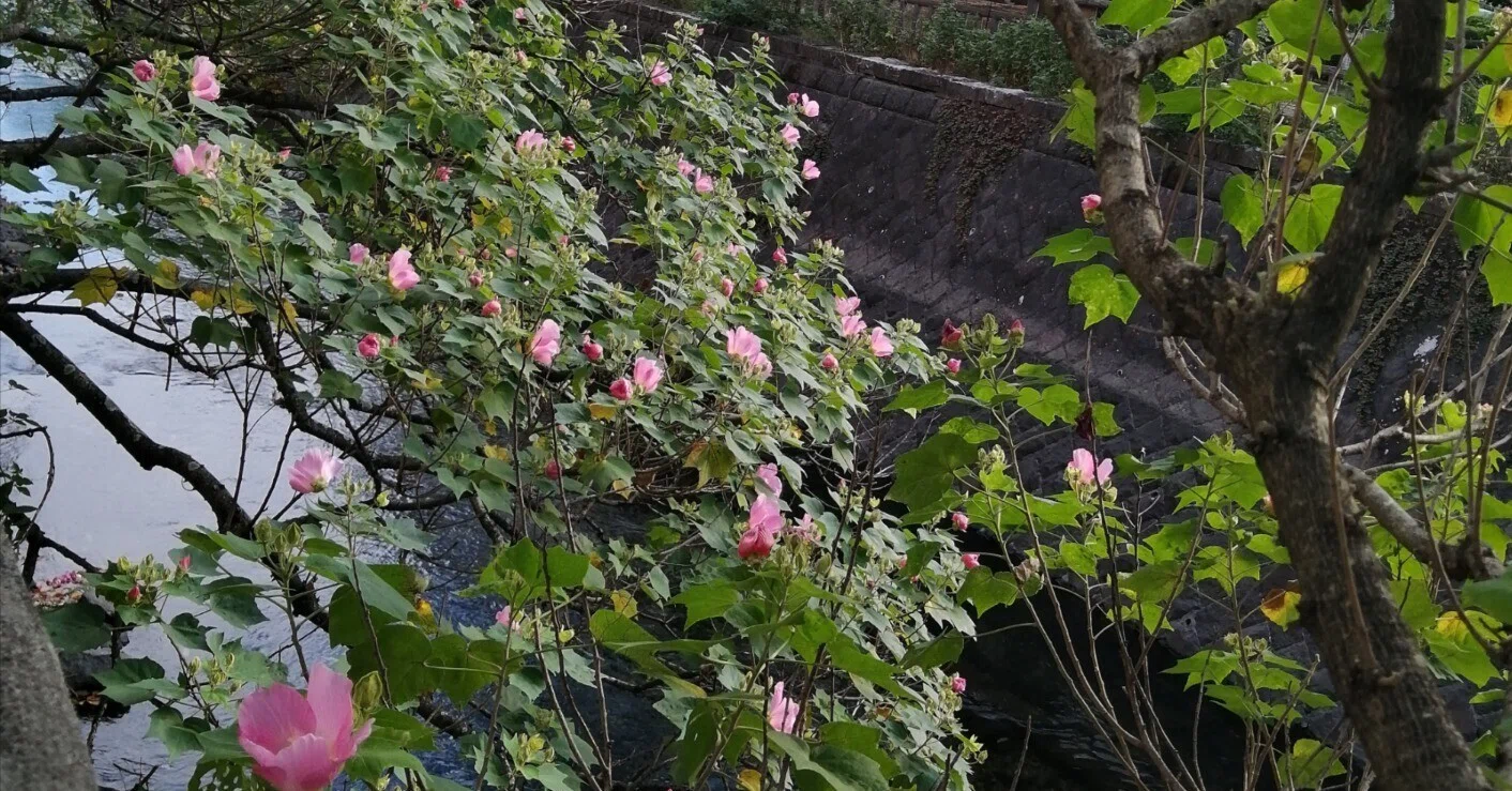 水辺に咲く水芙蓉（ミズフヨウ）は酔芙蓉（スイフヨウ）とは違うらしい