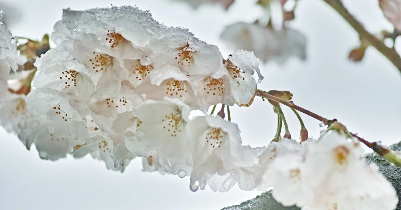 雪桜 SIGMA dp3Quattro dp0Quattro｜成田玲 (Rei Narita)｜note