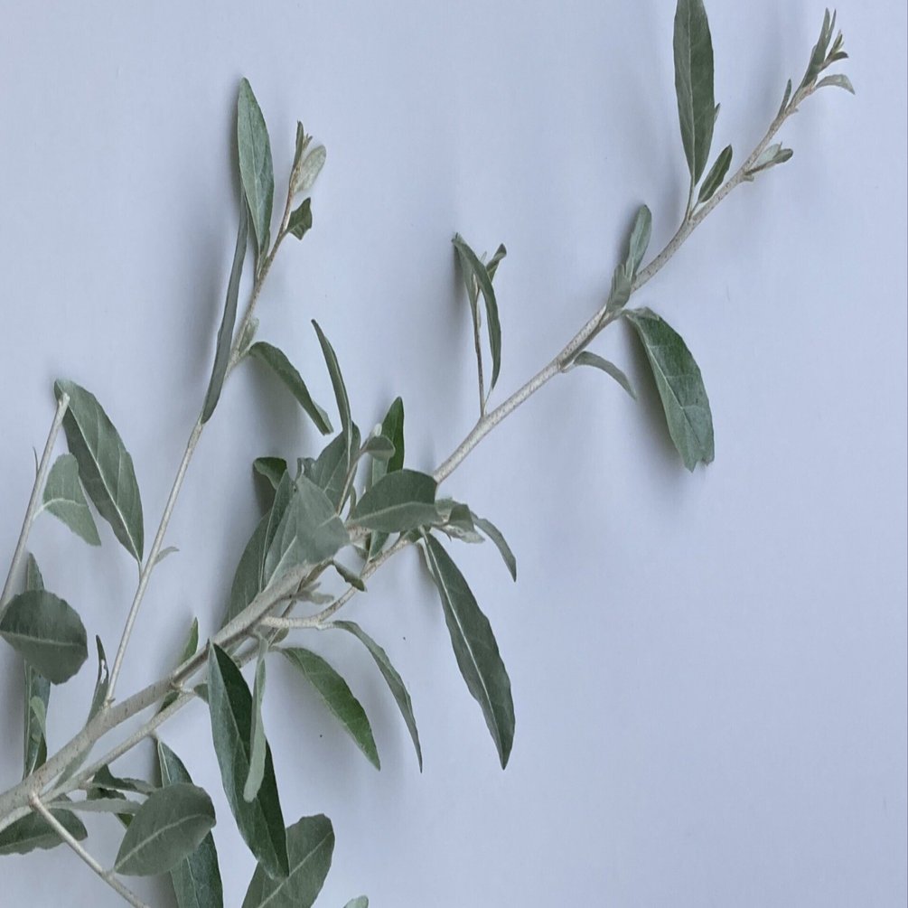 オシャレなロシアンオリーブは暴れん坊｜ichirin