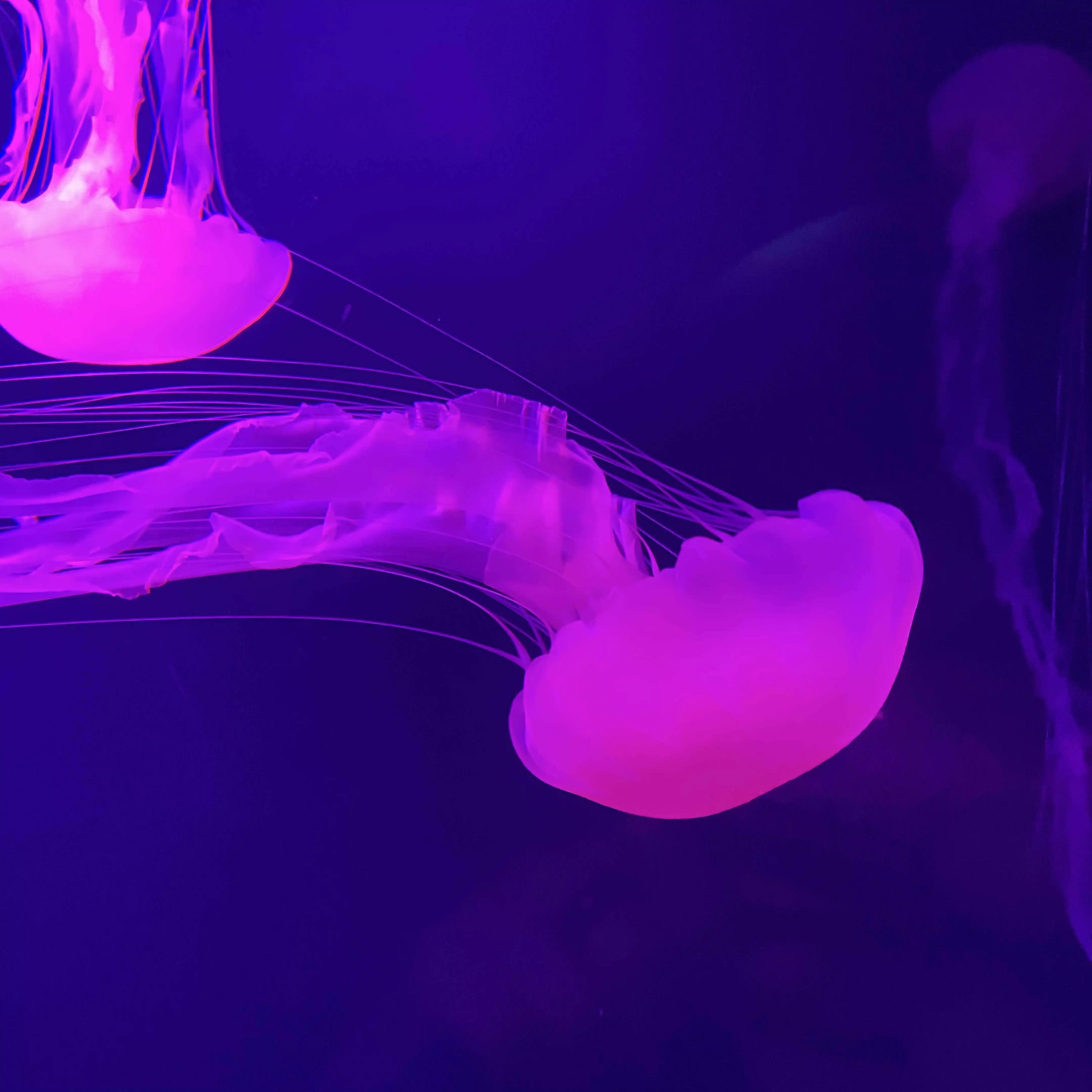 水族館と考えごと