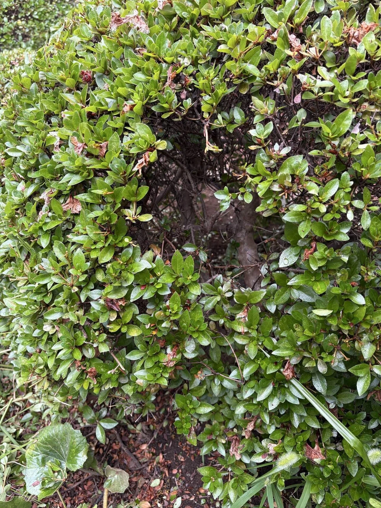 あまり見られない玉作りのツツジの中に蜂の巣が！庭木管理と蜂対策の
