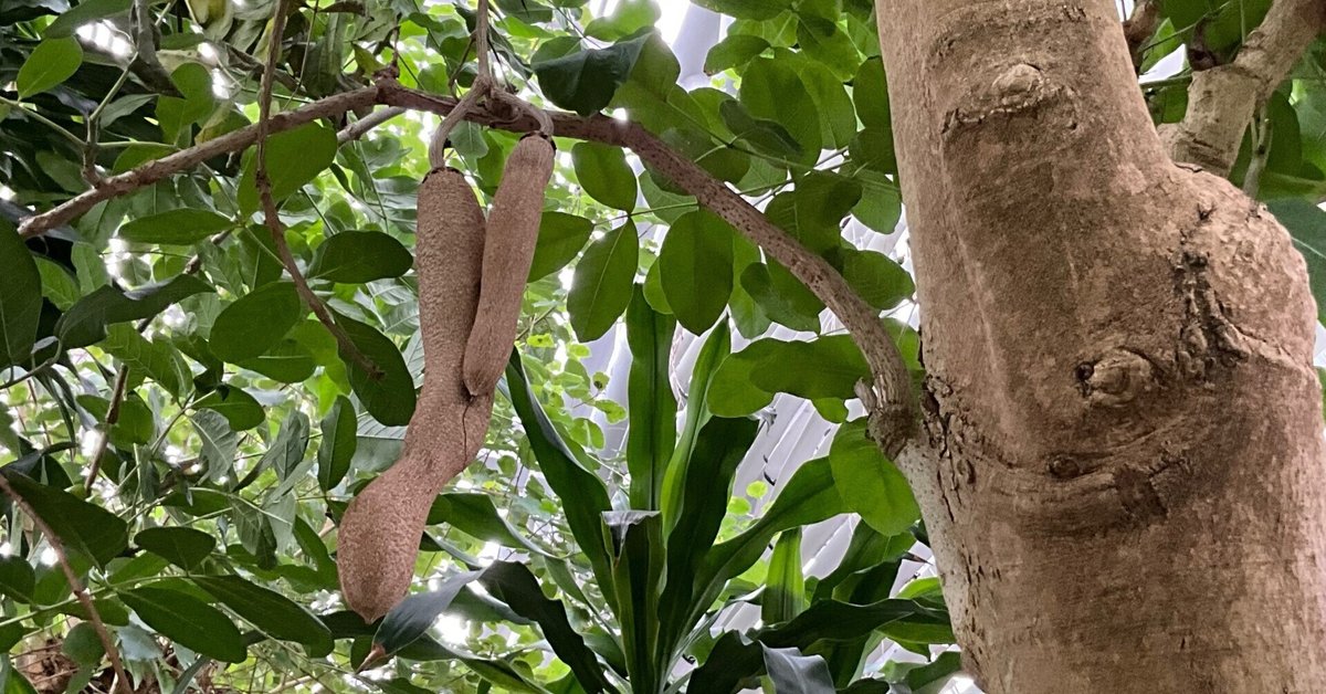 ソーセージノキの果実（京都府立植物園）：2025年10月27日（月）｜藤井