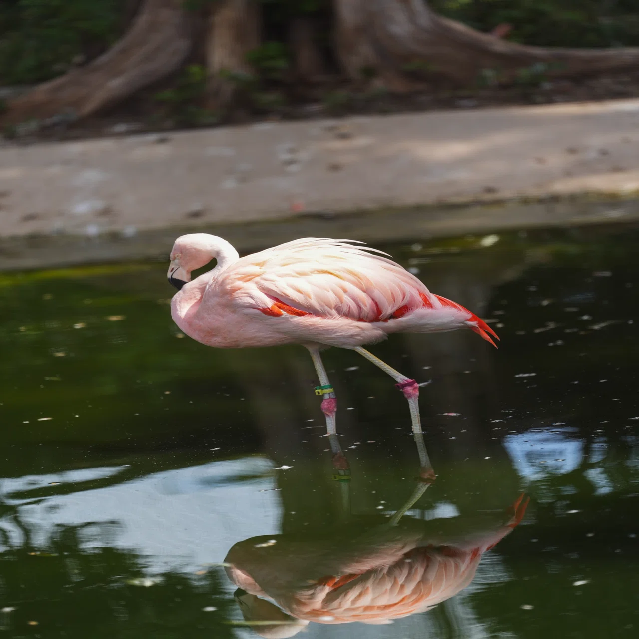 天王寺動物園へ秋の遠足｜SONY α7CⅡ × SEL70200GM2【作例19枚】｜shin