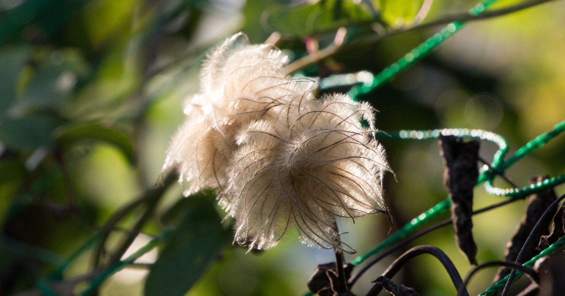 庭の草花たちからの便り～クレマチスの種～｜KazTak