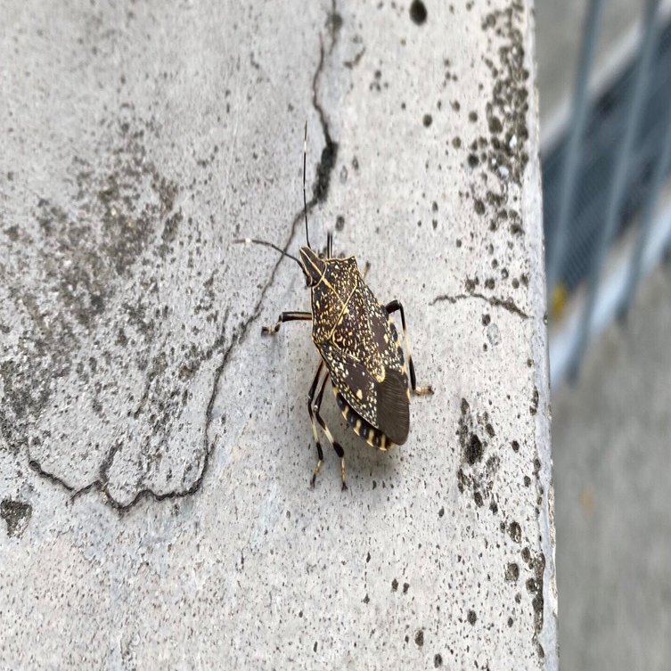 ☆959☆ ビル群の狭間で虫を見かけてほっとする｜からむし座 ◯