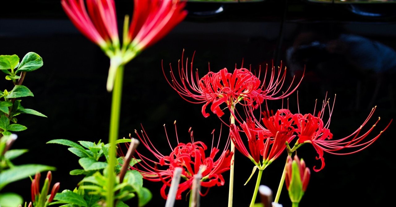 まふまふ　曼珠沙華　缶バッジ　286点 61BC7GKWpRL._AC_SY200_QL15_.jpg