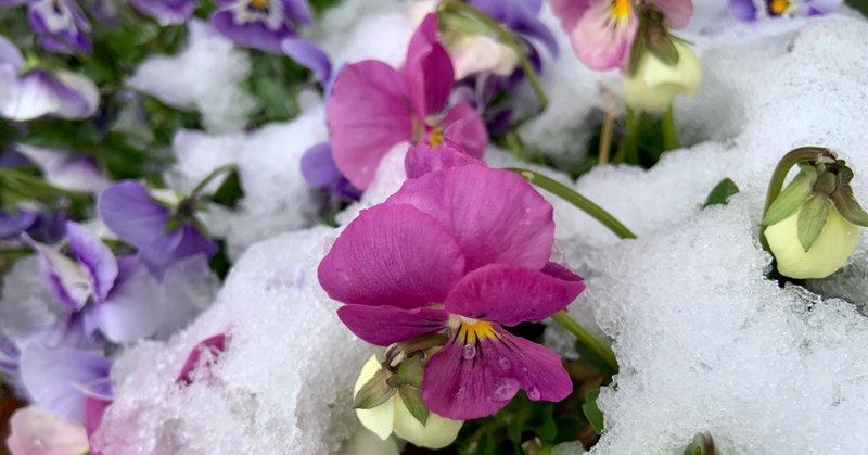 自分で自分を癒す 光鈴 Note