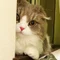 かなこ