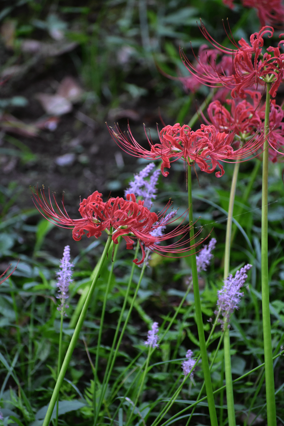 スケッチ 彼岸花｜蓮尾知子