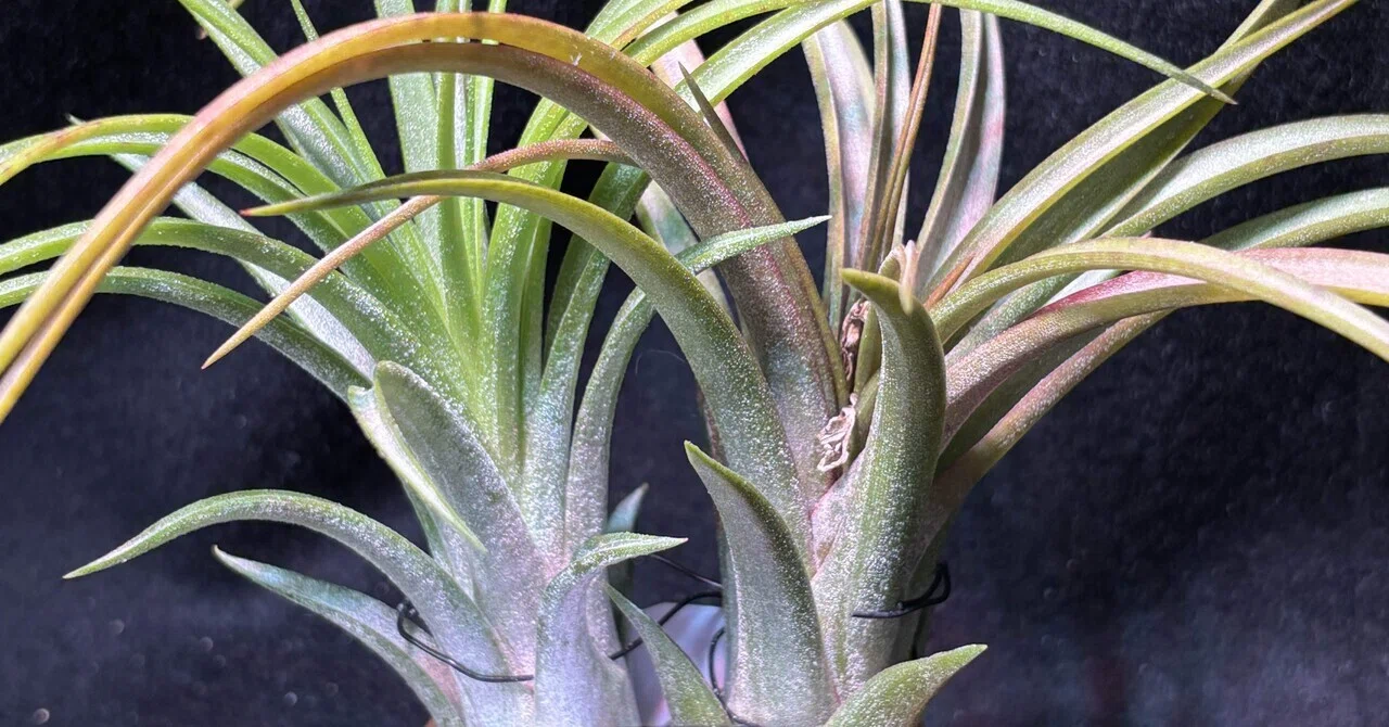 Mali Dofitas' x ionantha(Mexico) from Joe&Mam Orchids Mali Dofitas' x ionantha(Mexico) from Joe&Mam Orchids