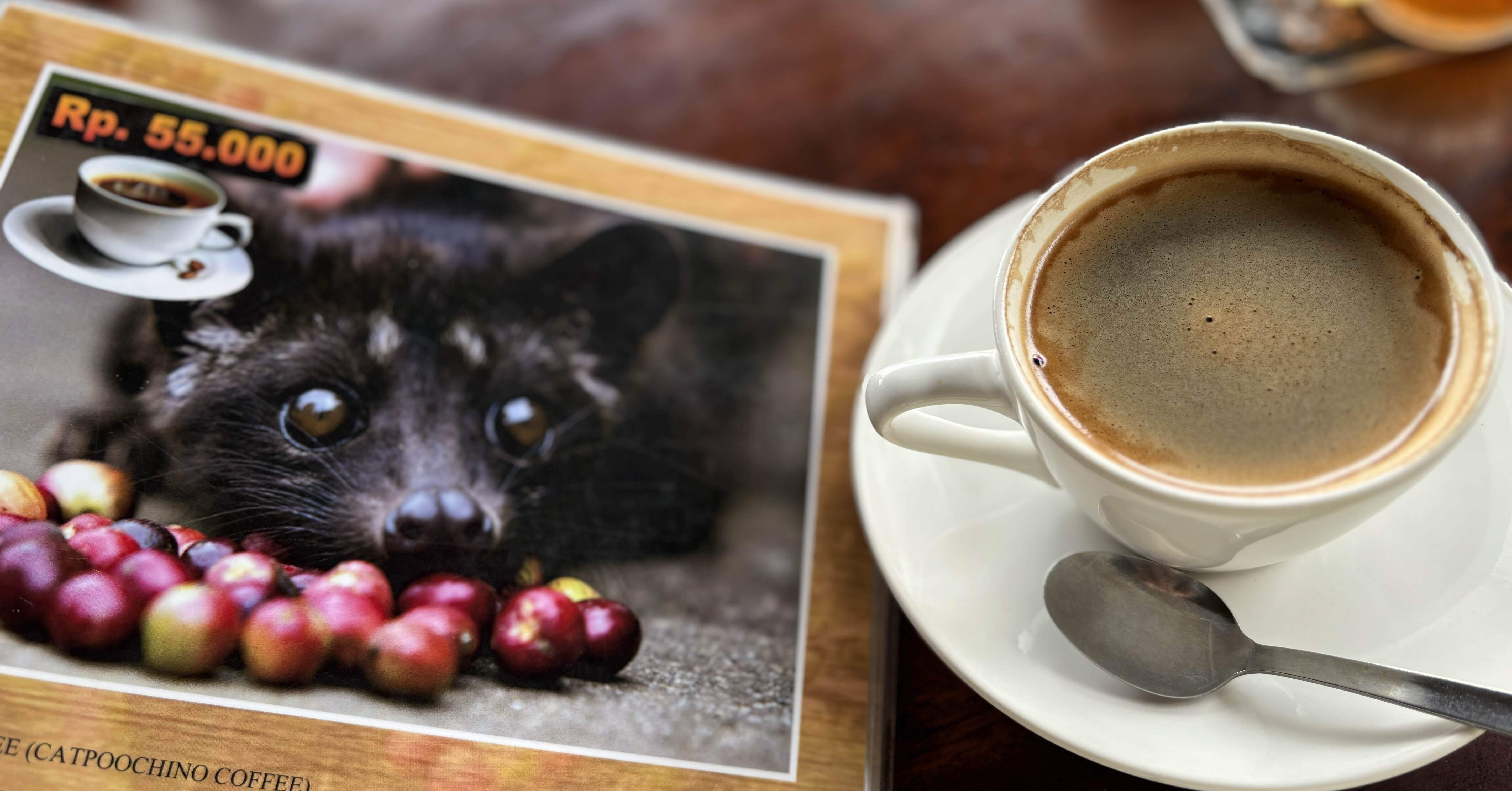 バリでジャコウ猫さんに会う🐈‍⬛｜Ayako_ Shanghai