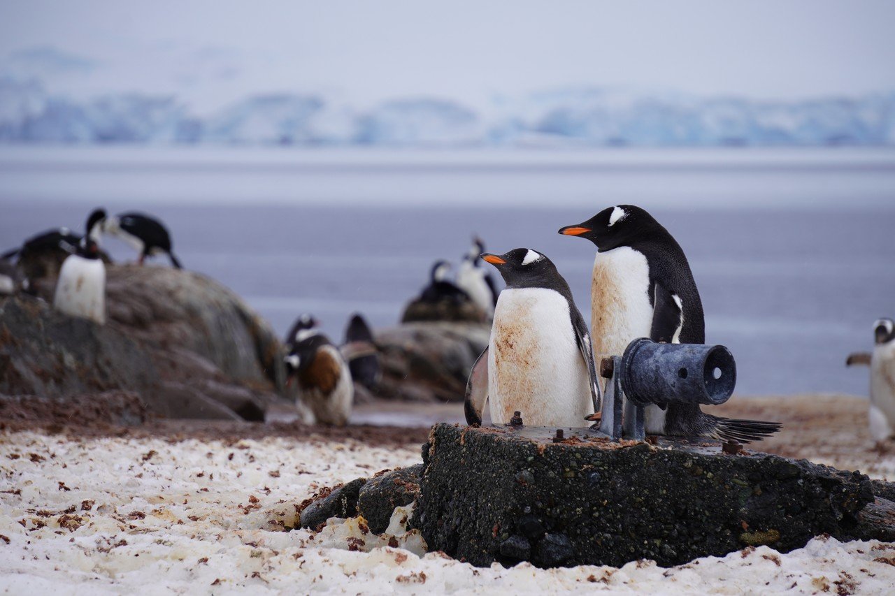 南極で野生のペンギンを見る【旅編④】|りんりん 南極で野生のペンギンを見る【旅編④】|りんりん