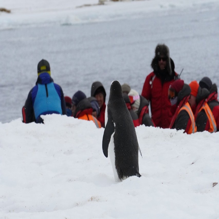 南極で野生のペンギンを見る 旅編 りんりん Note