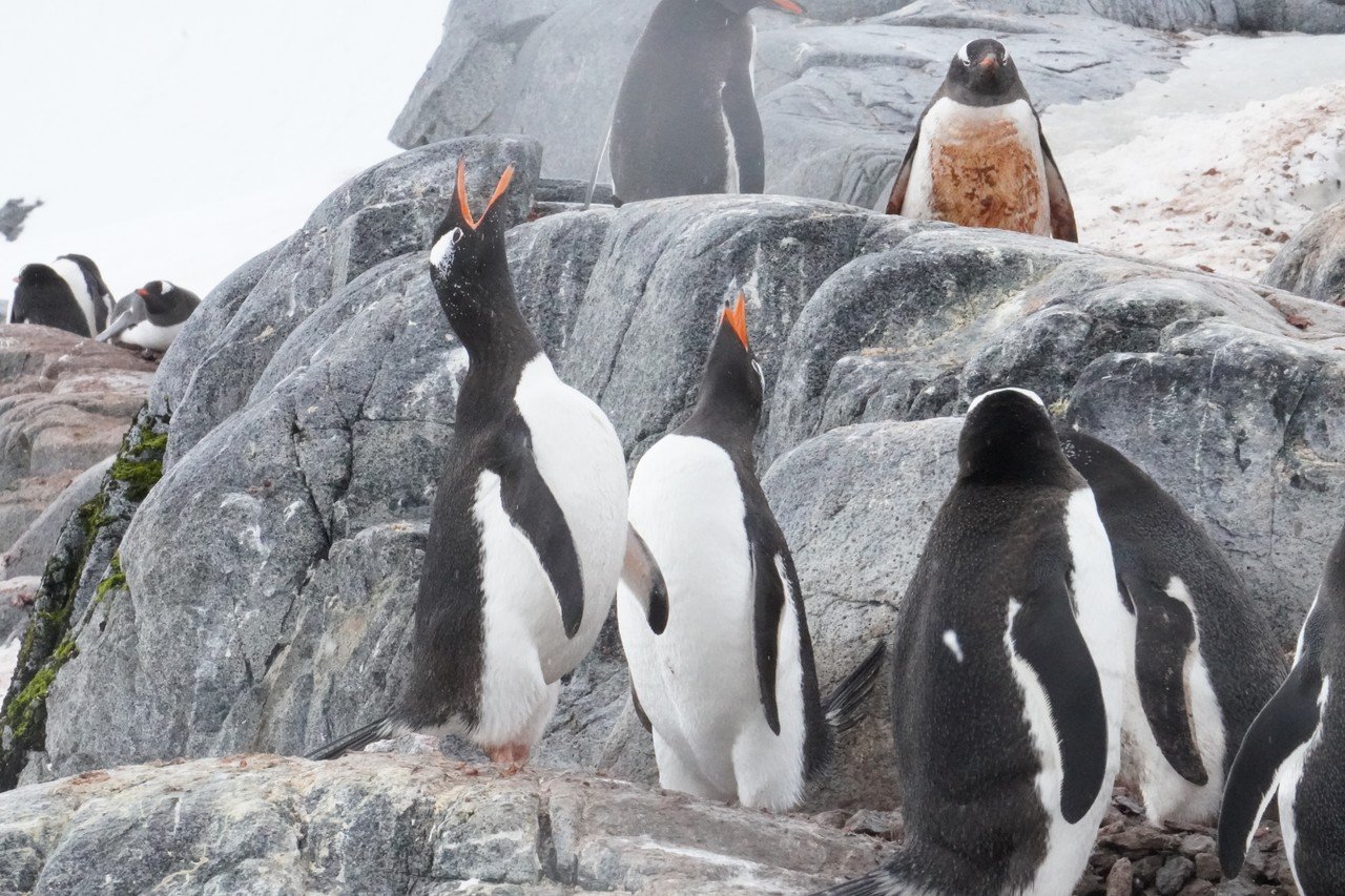 南極で野生のペンギンを見る【旅編④】｜りんりん