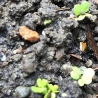 米と大豆の花言葉 キッチンからつぶやく50代主婦のサスティナブルな毎日 Note 米と大豆の花言葉 キッチンからつぶやく50代主婦のサスティナブルな毎日 Note