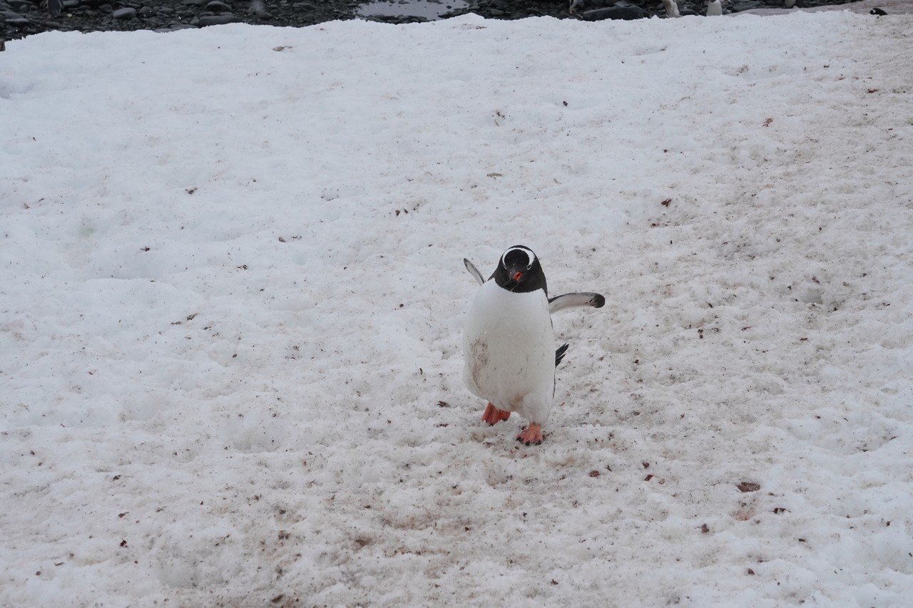 南極で野生のペンギンを見る 旅編 りんりん Note 南極で野生のペンギンを見る 旅編 りんりん Note
