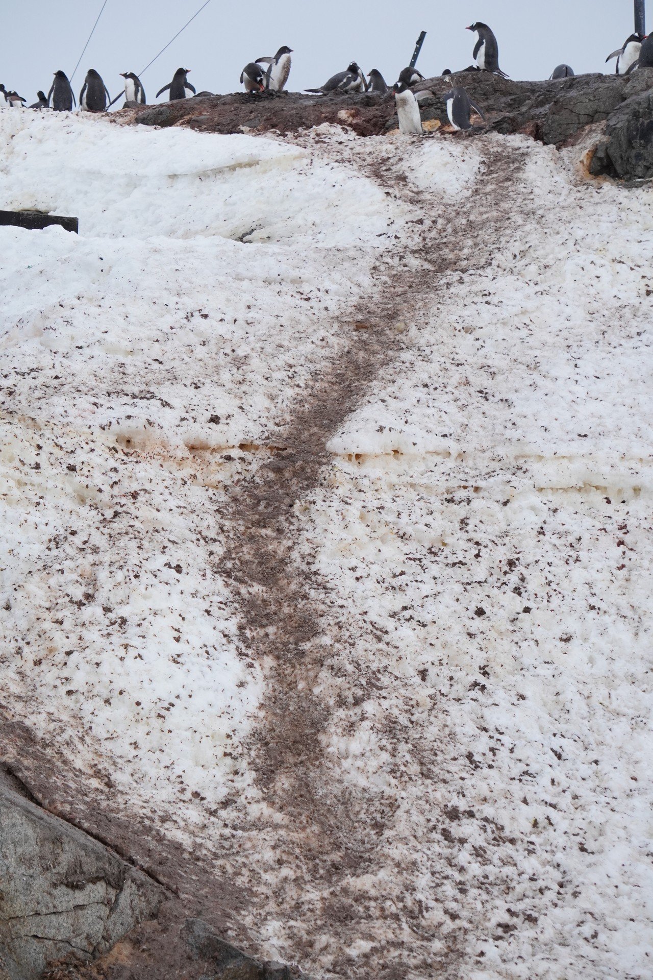 南極で野生のペンギンを見る 旅編 りんりん Note 南極で野生のペンギンを見る 旅編 りんりん Note