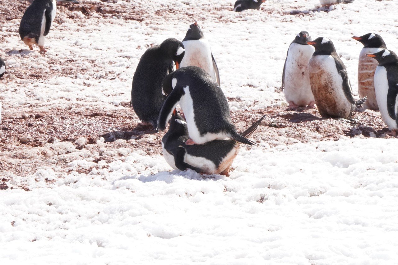 旭山動物園 キングペンギン53番生まれて初めてお散歩参加