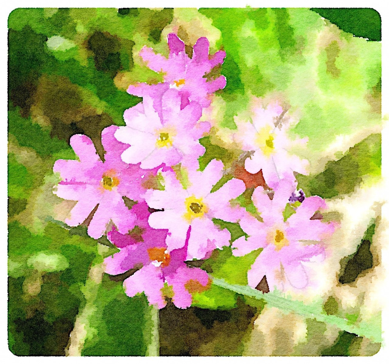 今日の誕生花は さくら草 花言葉は 運命を拓く というもので 可憐な花の割に果敢な言葉が冠されています Asian Kung Fu Generationが 桜草 を歌っています W Tockni Note