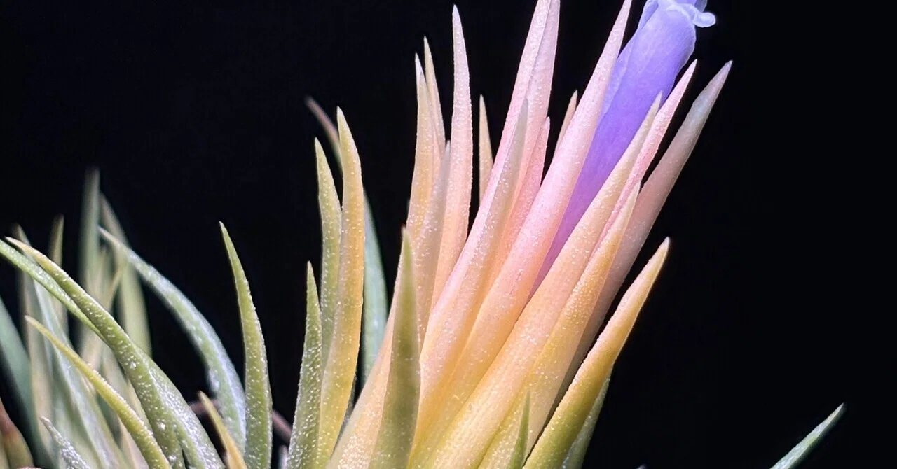 ionantha'Fuego Yellow'｜sioncolorwheel