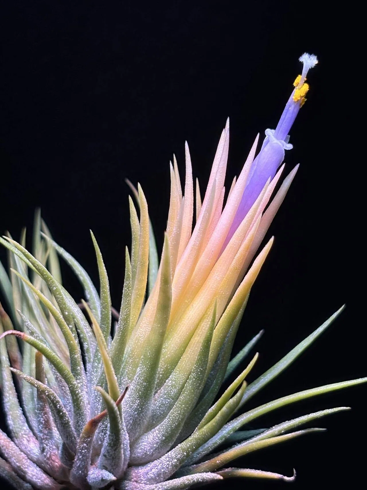 ionantha'Fuego Yellow'｜sioncolorwheel