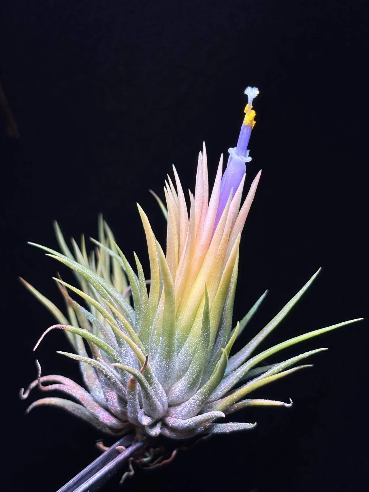 ionantha'Fuego Yellow'｜sioncolorwheel