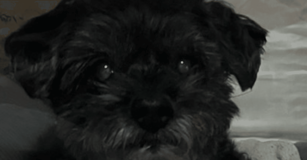 ペット保険どこがいい？。アニコムか、アイペットか？ アニコムにしておけばよかった。。。。｜猫からみた変な人間社会