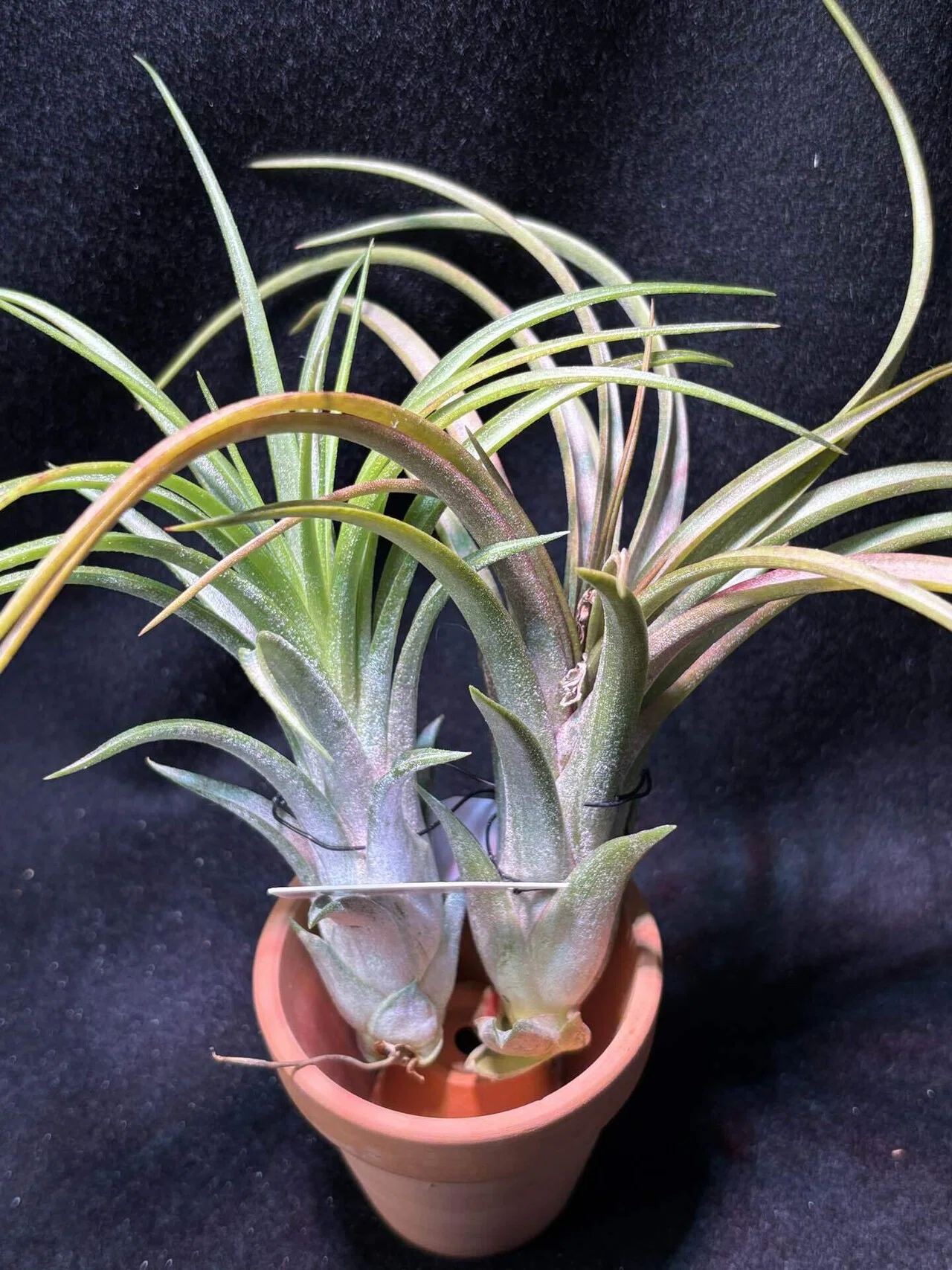 Mali Dofitas' x ionantha(Mexico) from Joe&Mam Orchids Mali Dofitas' x ionantha(Mexico) from Joe&Mam Orchids