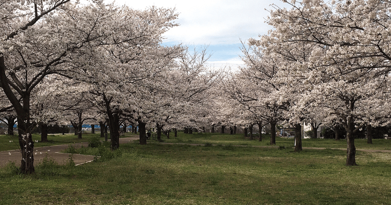 2020.3.27 桜の花🌸