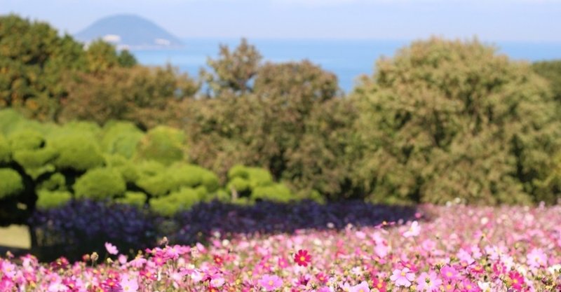 3分で読める 綺麗なお花と懐かさいっぱいの 能古島 旅行記 いけだ さえ 猫好き国内トラベラー Note