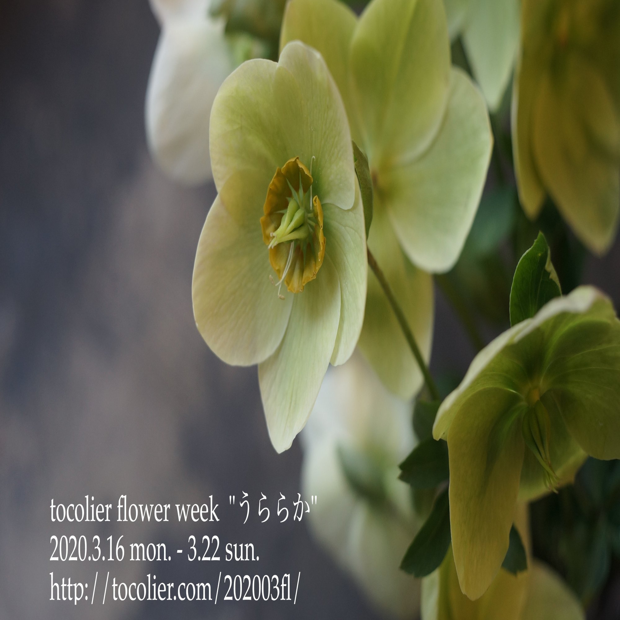 3月の花紹介 クリスマスローズ スノーホワイト Tocolier Note