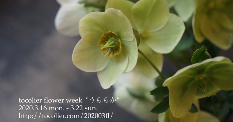3月の花紹介 クリスマスローズ スノーホワイト Tocolier Note