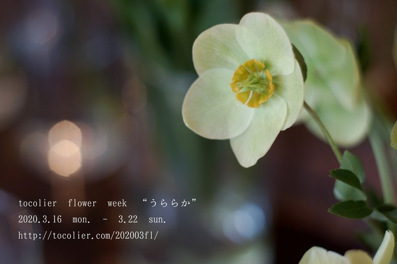 3月の花紹介 クリスマスローズ スノーホワイト Tocolier Note