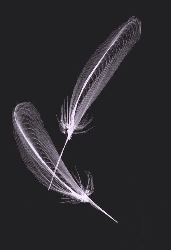 アプリflowpaperで 書いてみたい ネズ Note アプリflowpaperで 書いてみたい ネズ Note