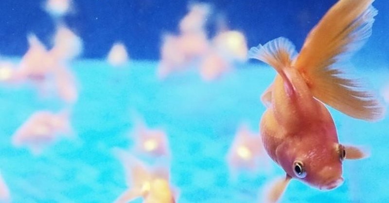 1匹の金魚が250匹余りに増えた話 金 がどんどん増える ふえる Bun Bun Note