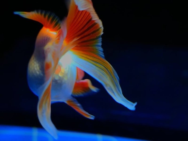 1匹の金魚が250匹余りに増えた話 金 がどんどん増える ふえる Bun Bun Note 1匹の金魚が250匹余りに増えた話 金 がどんどん増える ふえる Bun Bun Note