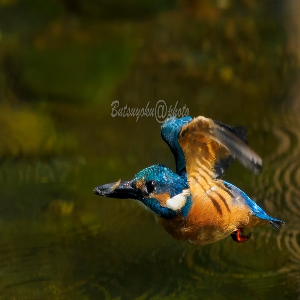 OM SYSTEM M.Zuiko Digital ED 50-200mm F2.8 IS PRO 予約して27日発売