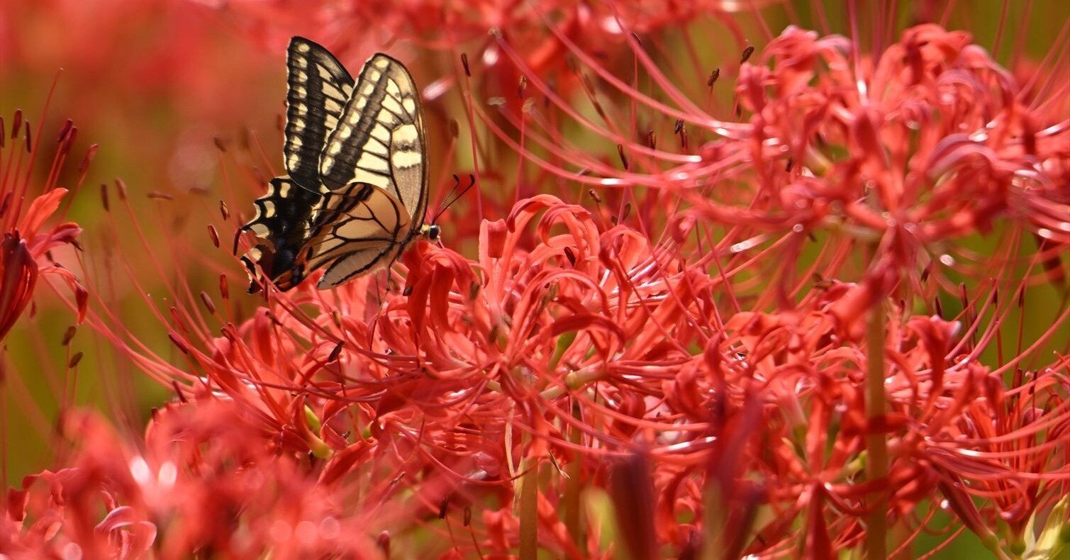 彼岸花とアゲハ蝶たち…源氏川にて｜ジョニー。