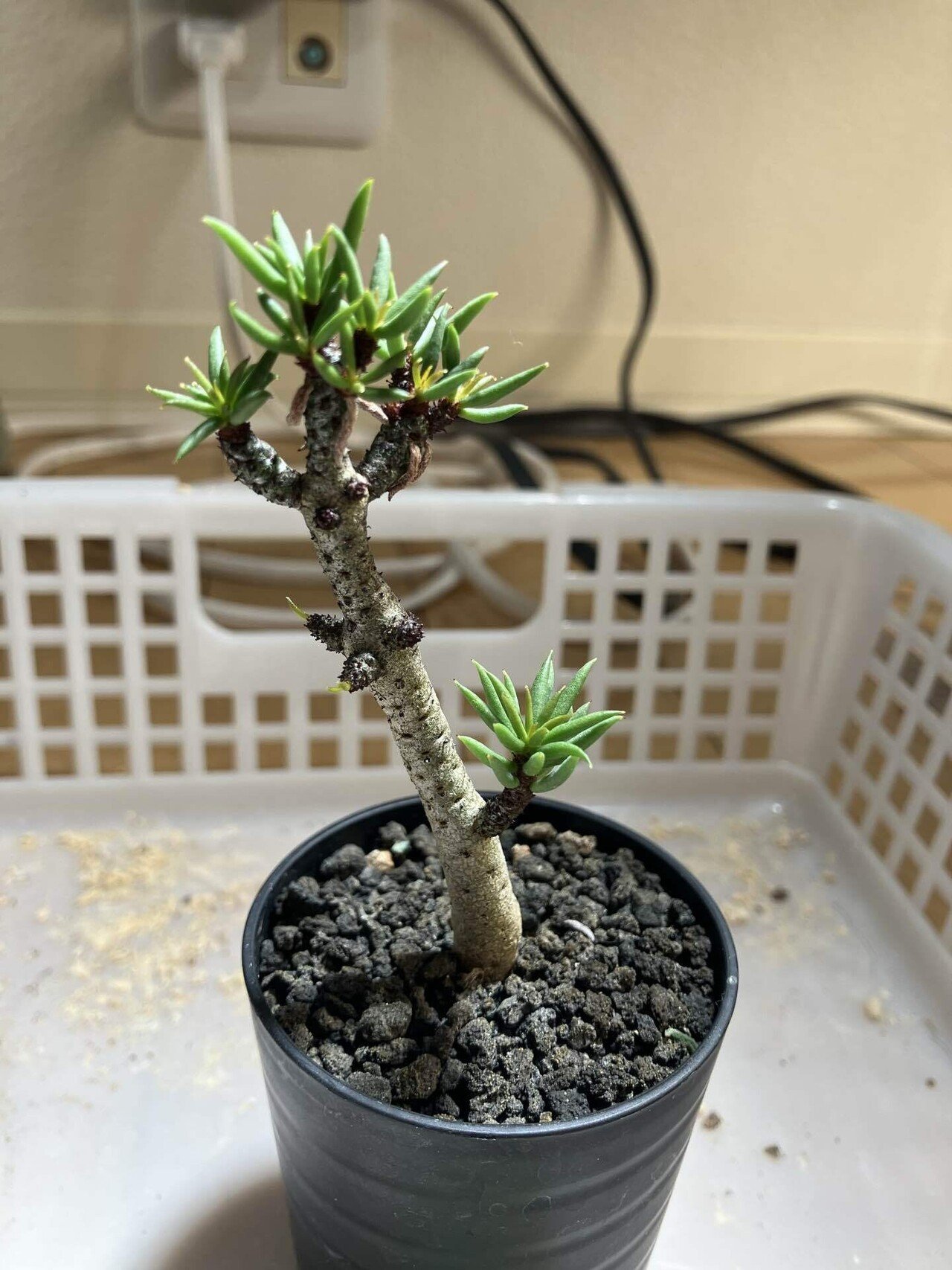 塊根植物・コーデックス 140 塊根植物・コーデックス、まだ知らないの？育て方と初心者向け