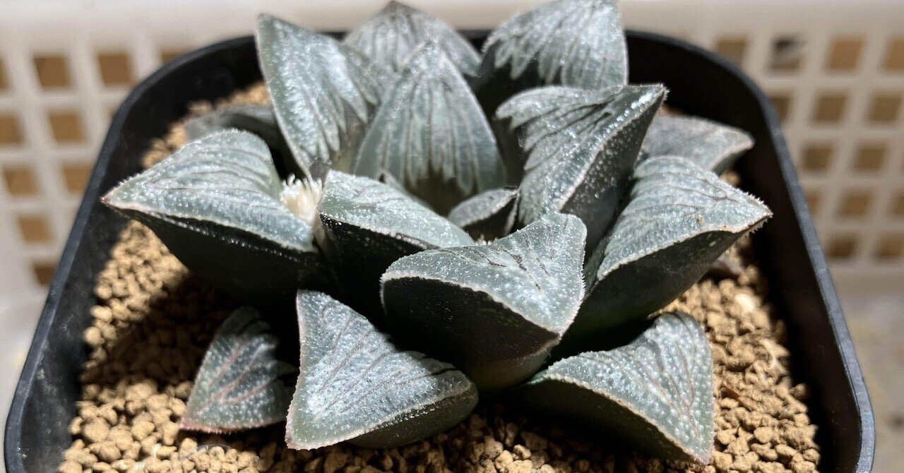 チランジア入荷リスト5/14｜NatureGarden🌿神田