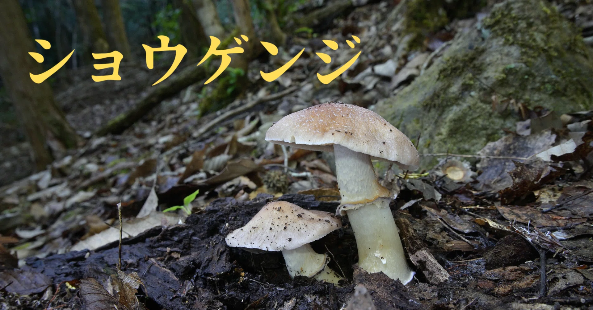ショウゲンジは良い名前｜ゆたし