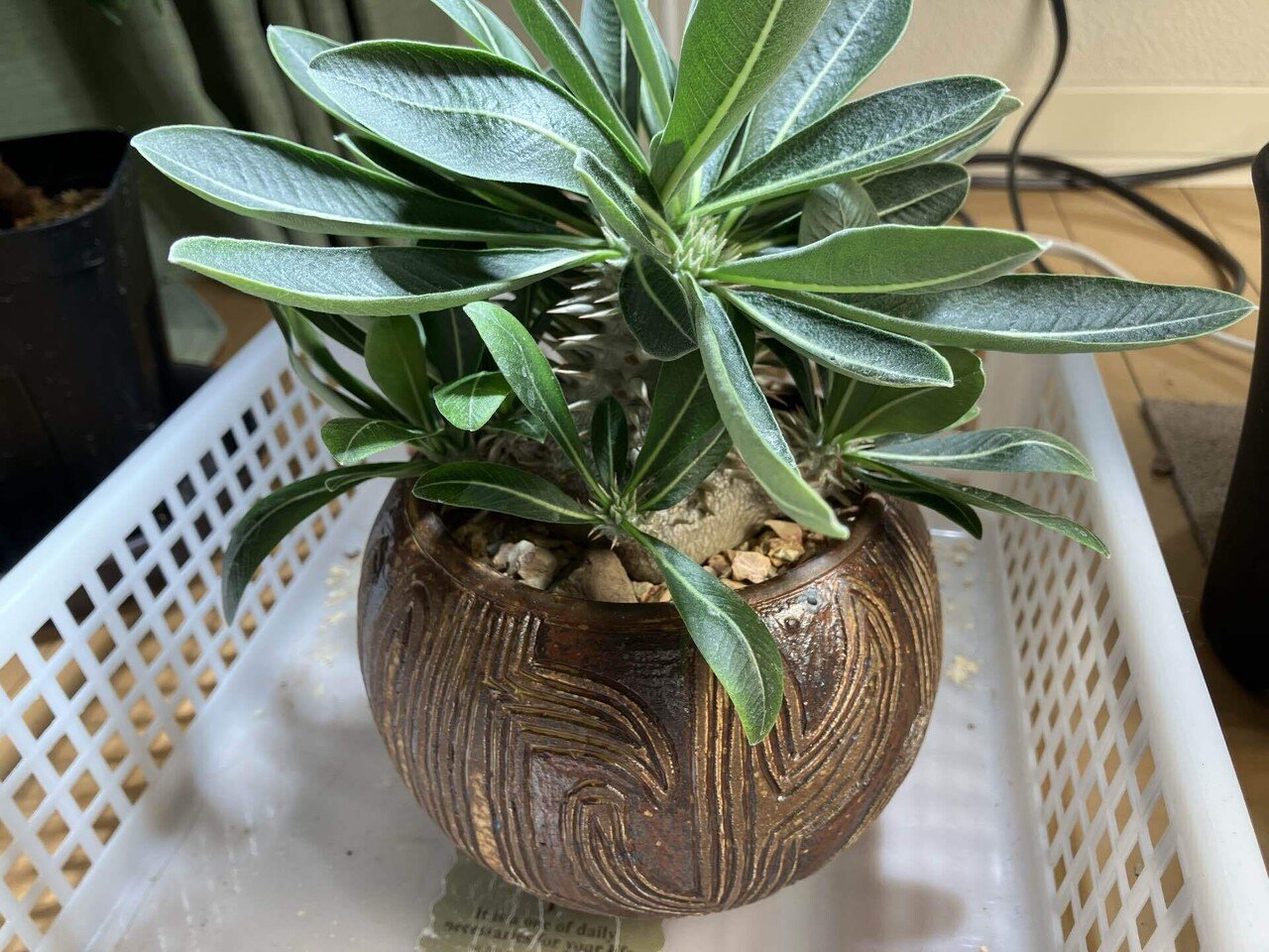 苔むした庭園/見事なクオーツインエピドートB/パキスタンスカルドゥ産 パキポディウムのハビタット&アフリカ彫刻植木鉢｜サキュビットくん