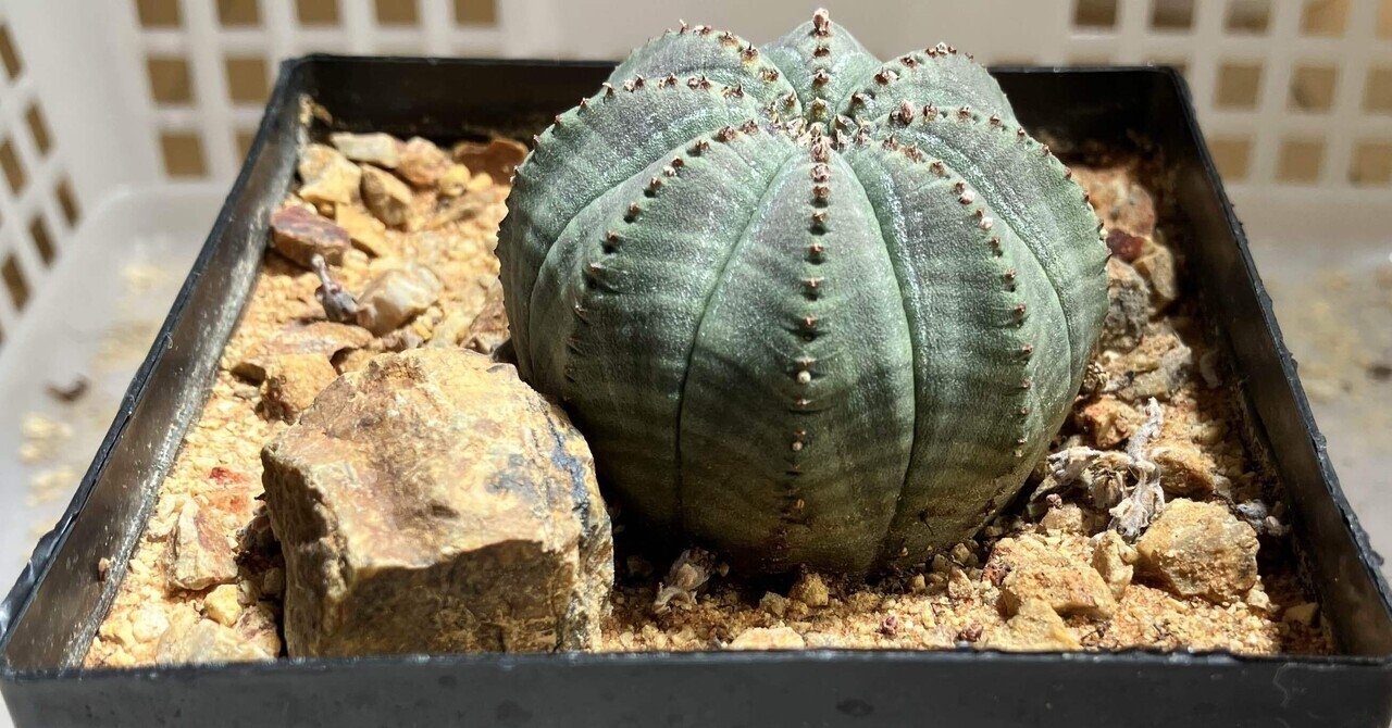 MONSTROUSA - モンストローサ】綴化、石化、モンスト。突然変異