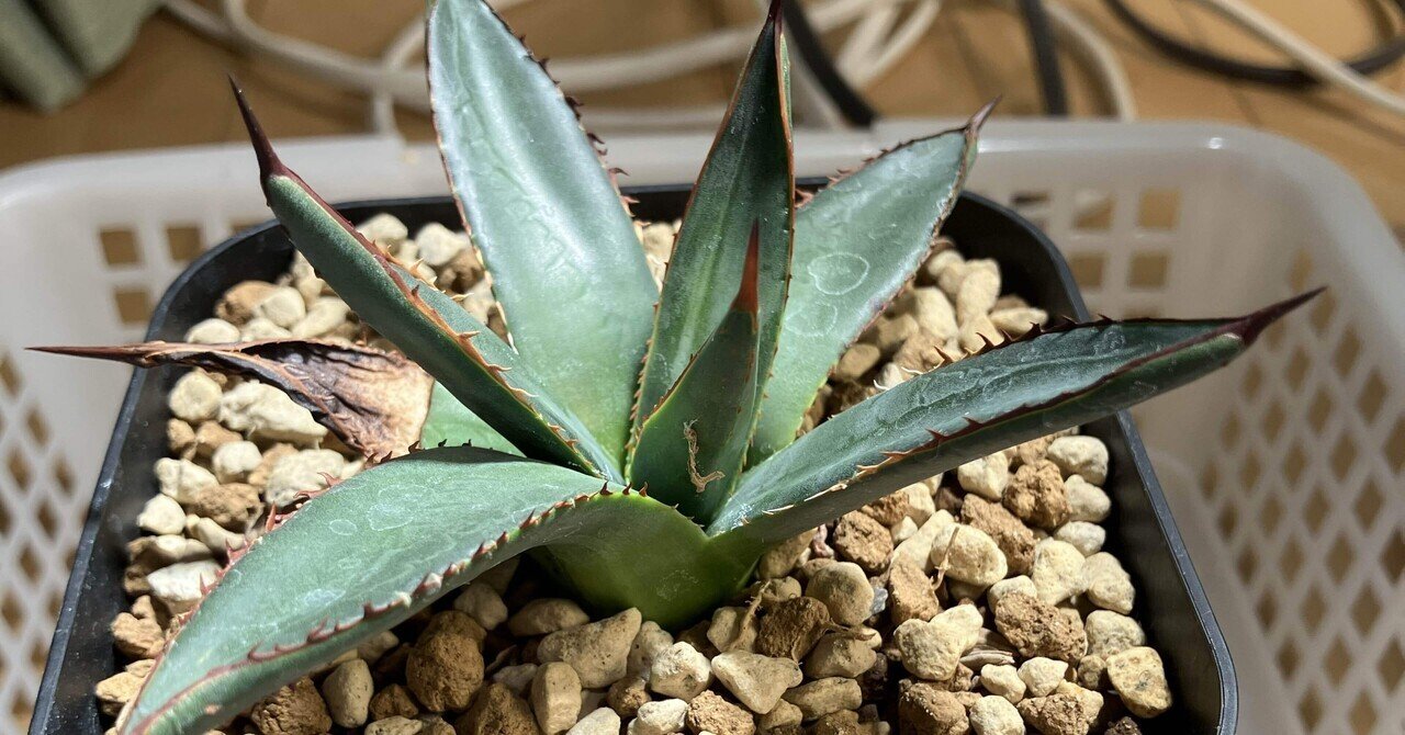 アガベ詳細案内 1（ソブリア フレイレンシス）｜KKGREEN