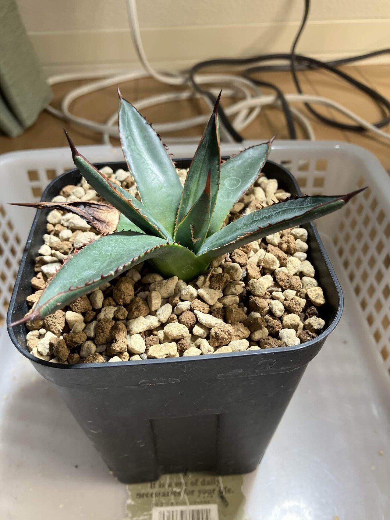 屈原の舞扇　子株付　アガベ　裏棘 多肉植物 アガベ 屈原の舞扇 美株 子株付き - メルカリ