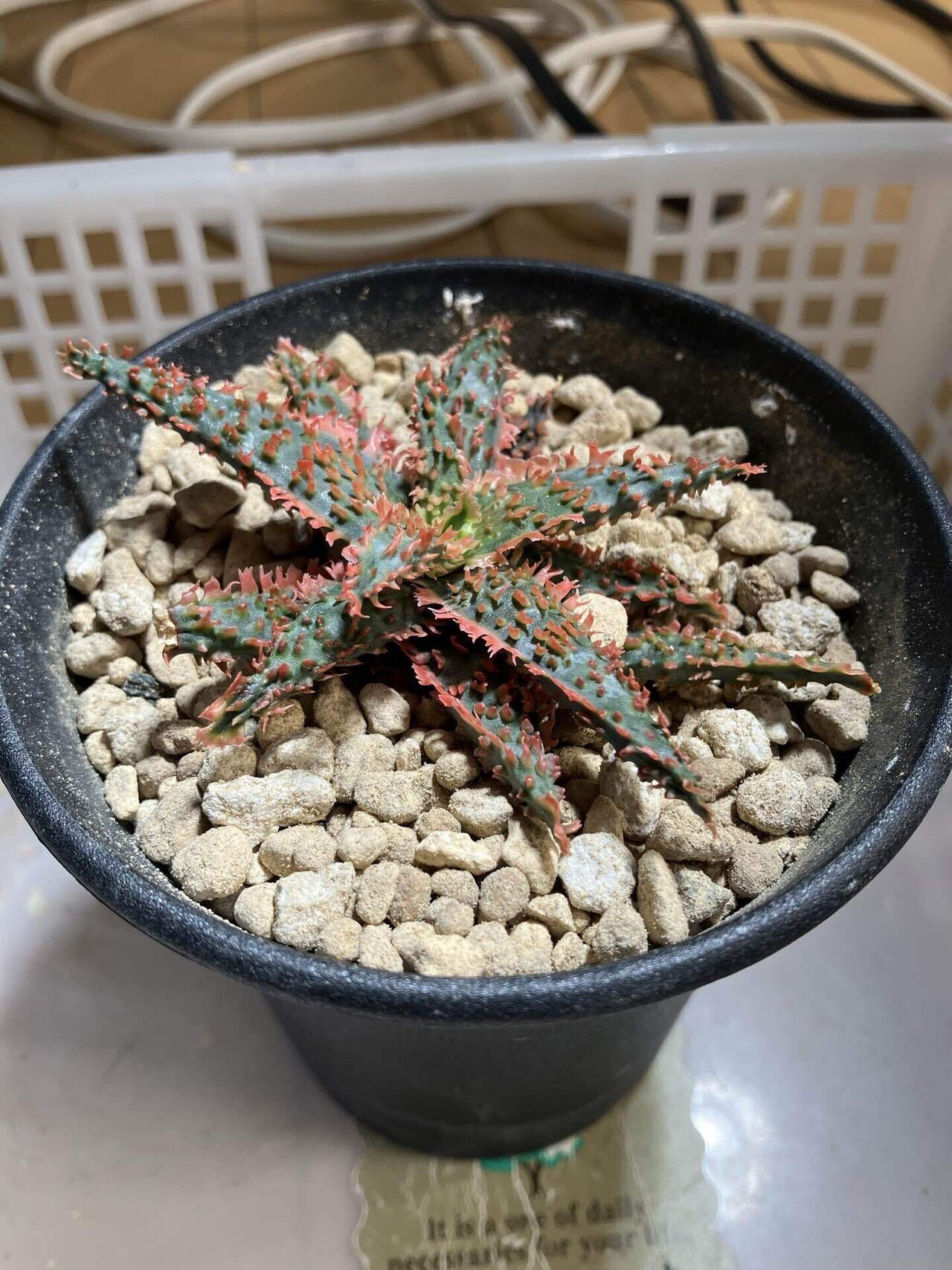 カラフルなアロエ！｜サキュビットくん