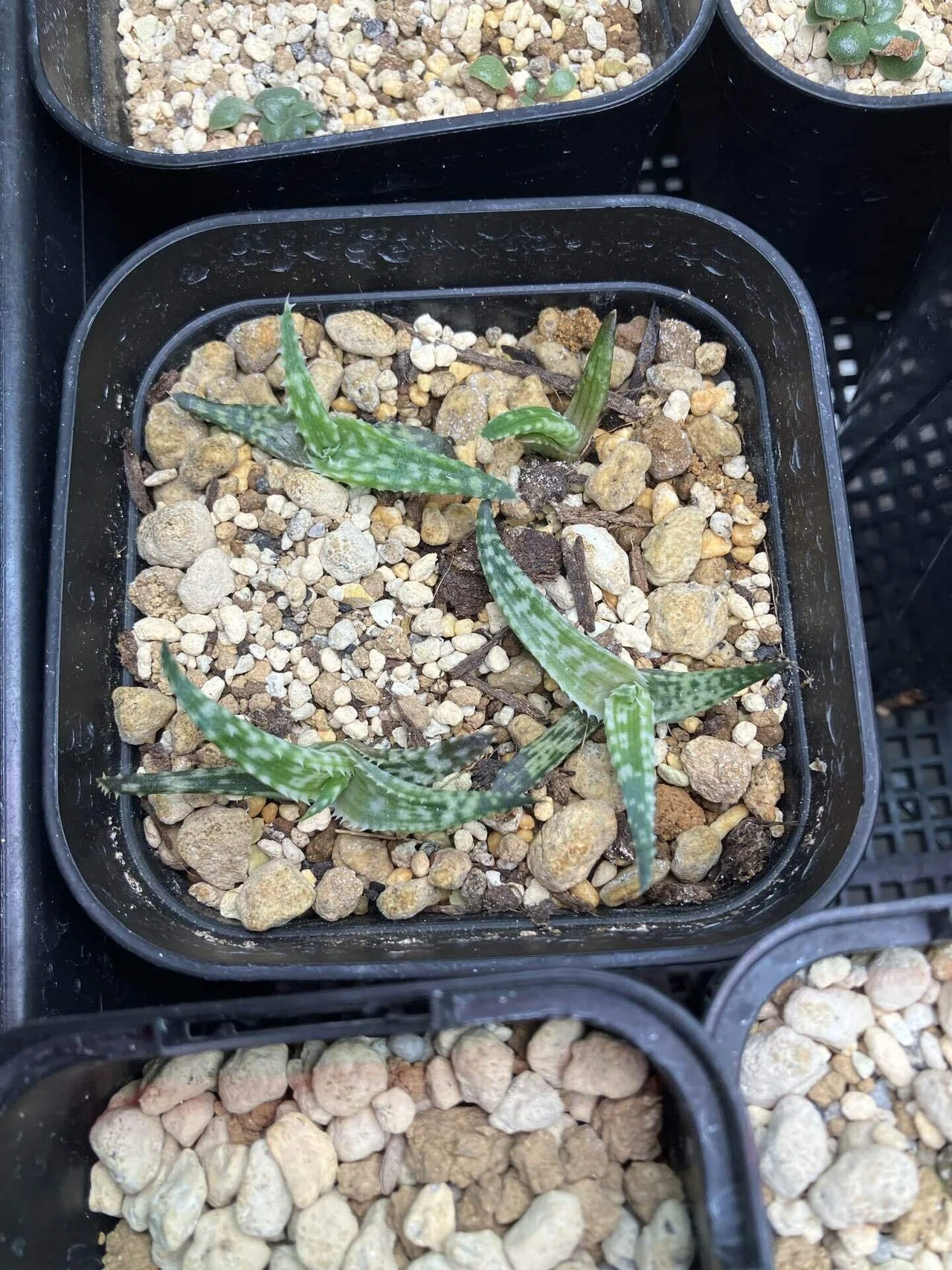 十兵衛×アロエ植物 カラフルなアロエ！｜サキュビットくん