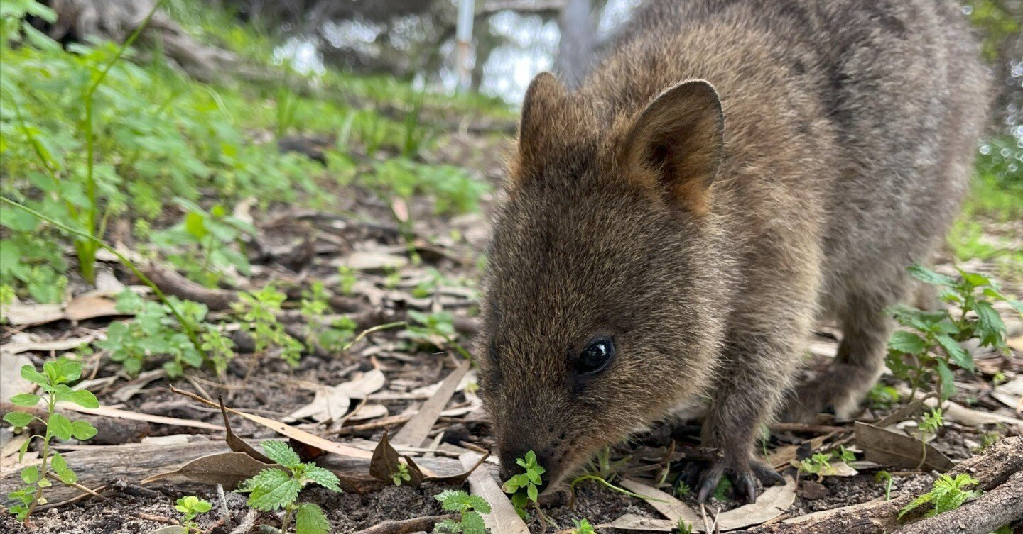 N°23 夏休み オーストラリア パース旅note-ロットネスト島-(5/6)｜M