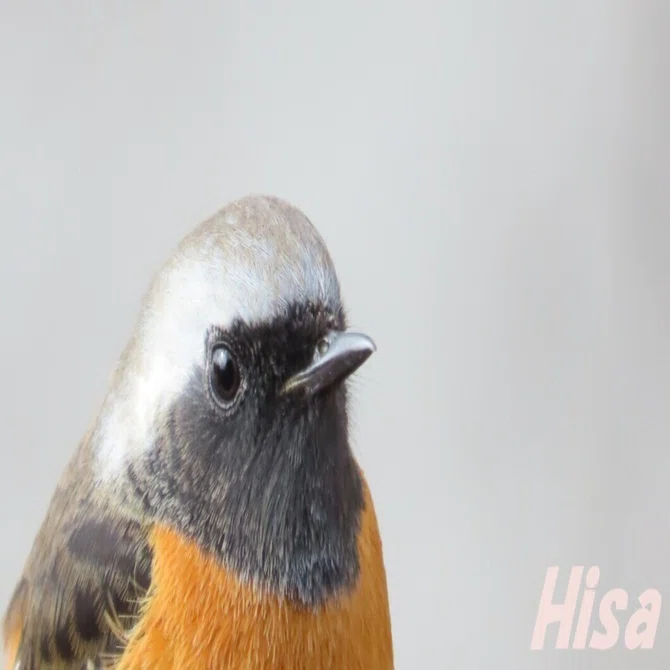 【新品未使用品】谷上裕二作　「常鶲」（ジョウビタキ）0号 野鳥ってステキ！ まるで芸術作品🖼️❓ 美しい羽毛✨ ジョウビタキ｜Hisa